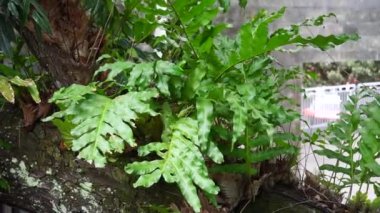 Dendroconche tarayıcıları (Microsorum scandens, mis kokulu eğreltiotu olarak da bilinir) doğal bir arka plana sahiptir.