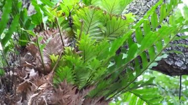 Dendroconche tarayıcıları (Microsorum scandens, mis kokulu eğreltiotu olarak da bilinir) doğal bir arka plana sahiptir.