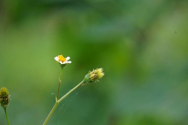 Bidens Alba (çoban iğneleri, dilenciler, İspanyol iğneleri, kelebek iğneleri olarak da bilinir. Biden 'lar, özellikle enfeksiyonlara karşı, geniş spektrumlu bir antimikrobik olarak kabul edilir.