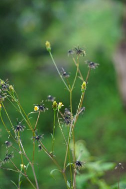 Bidens Alba (çoban iğneleri, dilenciler, İspanyol iğneleri, kelebek iğneleri olarak da bilinir. Biden 'lar, özellikle enfeksiyonlara karşı, geniş spektrumlu bir antimikrobik olarak kabul edilir.
