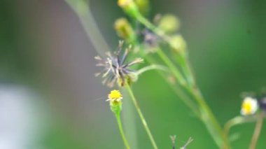Bidens Alba (çoban iğneleri, dilenciler, İspanyol iğneleri, kelebek iğneleri olarak da bilinir. Biden 'lar, özellikle enfeksiyonlara karşı, geniş spektrumlu bir antimikrobik olarak kabul edilir.