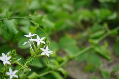 Ağaçta bulunan Plumbago zeylanica (ayrıca Daun encok, Seylan Leadwort, Doktor Çalı, Yabani otlar olarak da bilinir). Erken dönem halk tıbbı ezilmiş bitkiyi içten ve dıştan kürtaj olarak kullandı.
