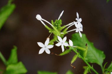 Ağaçta bulunan Plumbago zeylanica (ayrıca Daun encok, Seylan Leadwort, Doktor Çalı, Yabani otlar olarak da bilinir). Erken dönem halk tıbbı ezilmiş bitkiyi içten ve dıştan kürtaj olarak kullandı.