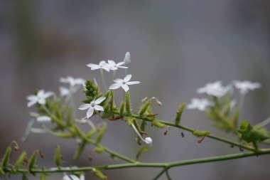 Ağaçta bulunan Plumbago zeylanica (ayrıca Daun encok, Seylan Leadwort, Doktor Çalı, Yabani otlar olarak da bilinir). Erken dönem halk tıbbı ezilmiş bitkiyi içten ve dıştan kürtaj olarak kullandı.