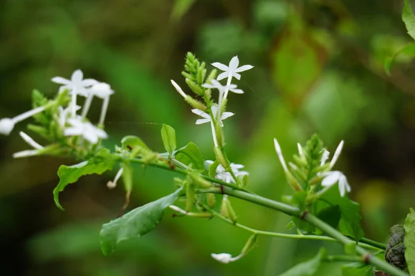 树上的兰花 也被称为Daun Encok Ceylon Leadwort Doctorbush Wild Leadwort 早期的民间药物将压碎的植物内外用作堕胎剂 — 图库照片