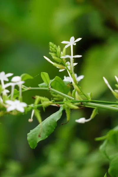 Plumbago Zeylanica Известный Daun Encok Ceylon Leadwort Doctorbush Wild Leadwort — стоковое фото
