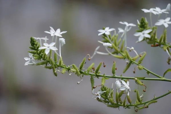 Plumbago Zeylanica Chiamato Anche Daun Encok Ceylon Leadwort Doctorbush Artemisia — Foto Stock