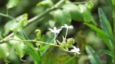 Ağaçta bulunan Plumbago zeylanica (ayrıca Daun encok, Seylan Leadwort, Doktor Çalı, Yabani otlar olarak da bilinir). Erken dönem halk tıbbı ezilmiş bitkiyi içten ve dıştan kürtaj olarak kullandı.