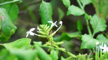 Ağaçta bulunan Plumbago zeylanica (ayrıca Daun encok, Seylan Leadwort, Doktor Çalı, Yabani otlar olarak da bilinir). Erken dönem halk tıbbı ezilmiş bitkiyi içten ve dıştan kürtaj olarak kullandı.