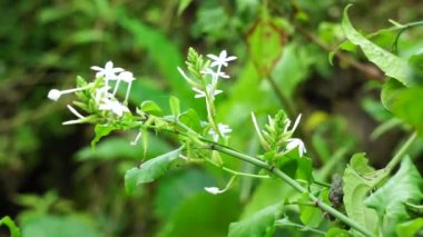 Ağaçta bulunan Plumbago zeylanica (ayrıca Daun encok, Seylan Leadwort, Doktor Çalı, Yabani otlar olarak da bilinir). Erken dönem halk tıbbı ezilmiş bitkiyi içten ve dıştan kürtaj olarak kullandı.