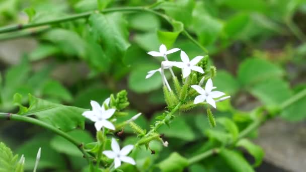 Plumbago Zeylanica Chiamato Anche Daun Encok Ceylon Leadwort Doctorbush Artemisia — Video Stock