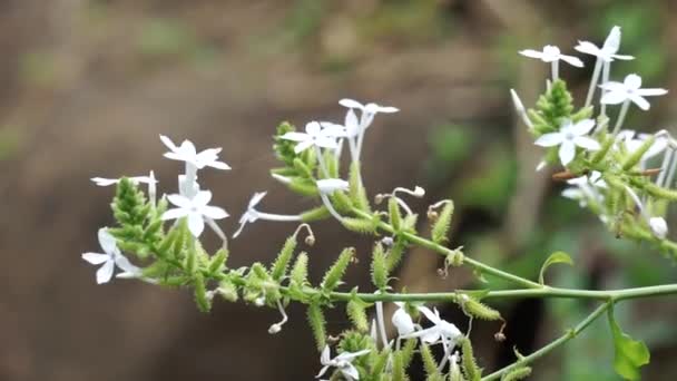 Plumbago Zeylanica Chiamato Anche Daun Encok Ceylon Leadwort Doctorbush Artemisia — Video Stock
