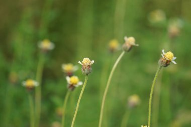 Bidens pilosa (ayrıca ketul kebo, ketul sapi, jaringan, caringan, lanci thuwa, kesme thuwa, cing-lancingan, Spanish Needle, Blackjacks, Dilenci keneleri olarak da bilinir) doğal bir geçmişe sahiptir.