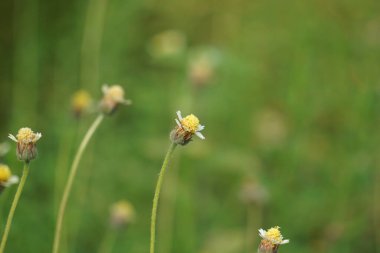 Bidens pilosa (ayrıca ketul kebo, ketul sapi, jaringan, caringan, lanci thuwa, kesme thuwa, cing-lancingan, Spanish Needle, Blackjacks, Dilenci keneleri olarak da bilinir) doğal bir geçmişe sahiptir.