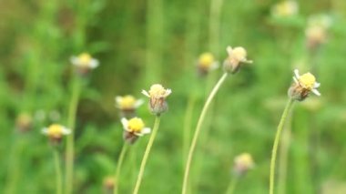 Bidens pilosa (ayrıca ketul kebo, ketul sapi, jaringan, caringan, lanci thuwa, kesme thuwa, cing-lancingan, Spanish Needle, Blackjacks, Dilenci keneleri olarak da bilinir) doğal bir geçmişe sahiptir.