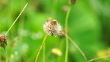 Bidens pilosa (ayrıca ketul kebo, ketul sapi, jaringan, caringan, lanci thuwa, kesme thuwa, cing-lancingan, Spanish Needle, Blackjacks, Dilenci keneleri olarak da bilinir) doğal bir geçmişe sahiptir.
