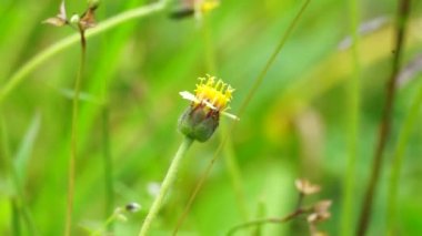 Bidens pilosa (ayrıca ketul kebo, ketul sapi, jaringan, caringan, lanci thuwa, kesme thuwa, cing-lancingan, Spanish Needle, Blackjacks, Dilenci keneleri olarak da bilinir) doğal bir geçmişe sahiptir.