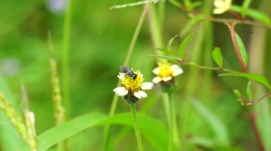 Bidens pilosa (ayrıca ketul kebo, ketul sapi, jaringan, caringan, lanci thuwa, kesme thuwa, cing-lancingan, Spanish Needle, Blackjacks, Dilenci keneleri olarak da bilinir) doğal bir geçmişe sahiptir.