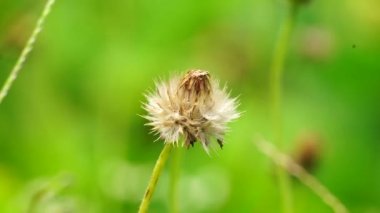Bidens pilosa (ayrıca ketul kebo, ketul sapi, jaringan, caringan, lanci thuwa, kesme thuwa, cing-lancingan, Spanish Needle, Blackjacks, Dilenci keneleri olarak da bilinir) doğal bir geçmişe sahiptir.