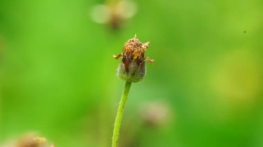 Bidens pilosa (ayrıca ketul kebo, ketul sapi, jaringan, caringan, lanci thuwa, kesme thuwa, cing-lancingan, Spanish Needle, Blackjacks, Dilenci keneleri olarak da bilinir) doğal bir geçmişe sahiptir.