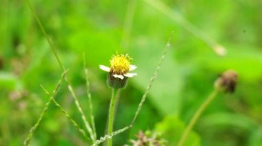 Bidens pilosa (ayrıca ketul kebo, ketul sapi, jaringan, caringan, lanci thuwa, kesme thuwa, cing-lancingan, Spanish Needle, Blackjacks, Dilenci keneleri olarak da bilinir) doğal bir geçmişe sahiptir.