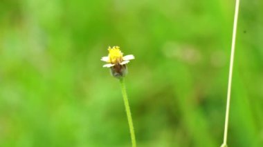 Bidens pilosa (ayrıca ketul kebo, ketul sapi, jaringan, caringan, lanci thuwa, kesme thuwa, cing-lancingan, Spanish Needle, Blackjacks, Dilenci keneleri olarak da bilinir) doğal bir geçmişe sahiptir.