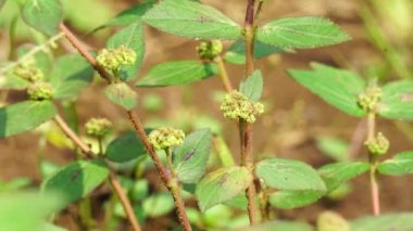 Euphorbia hirta (Patikan kebo, astım bitkisi) doğal altyapıya sahiptir. Bu pantropikal bir ot, muhtemelen Hindistan 'a özgü. Açık otlaklarda, yol kenarlarında ve patikalarda yetişen kıllı bir bitkidir..