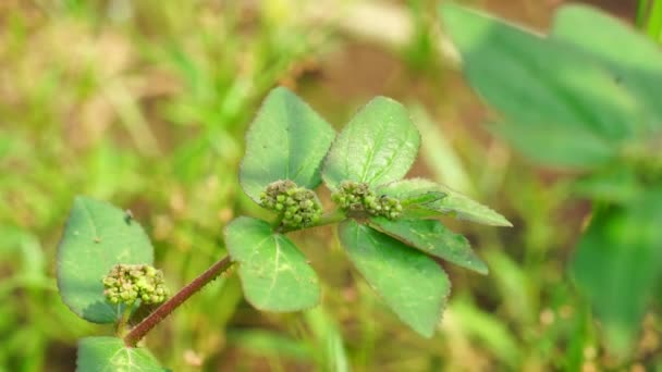 Euphorbia Hirta Patikan Kebo Asma Planta Com Fundo Natural Esta — Vídeo de Stock