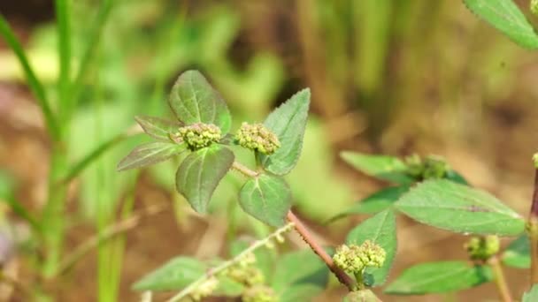 Euphorbia Hirta Patikan Kebo Astma Växt Med Naturlig Bakgrund Det — Stockvideo