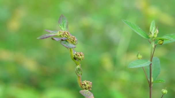 Euphorbia Hirta Patikan Kebo Asthma Plant Natural Background Pantropical Weed — Stock Video