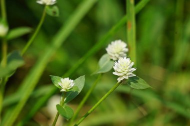 Doğal bir geçmişi olan Gomphrena Serrata. Bu bitki, Amaranthaceae familyasına aittir. Beslenme ve geleneksel halk tıbbında kullanılan birçok türden oluşur..