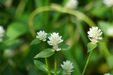 Doğal bir geçmişi olan Gomphrena Serrata. Bu bitki, Amaranthaceae familyasına aittir. Beslenme ve geleneksel halk tıbbında kullanılan birçok türden oluşur..