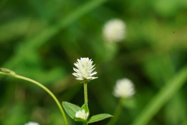 自然な背景を持つゴンフレナ セラータ この植物はアマランサス科に属し 栄養学や伝統医学で使用される多くの種で構成されています — ストック写真