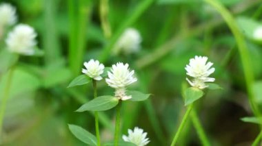 Doğal bir geçmişi olan Gomphrena Serrata. Bu bitki, Amaranthaceae familyasına aittir. Beslenme ve geleneksel halk tıbbında kullanılan birçok türden oluşur..