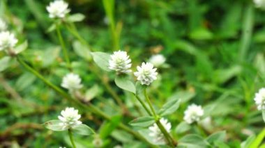 Doğal bir geçmişi olan Gomphrena Serrata. Bu bitki, Amaranthaceae familyasına aittir. Beslenme ve geleneksel halk tıbbında kullanılan birçok türden oluşur..