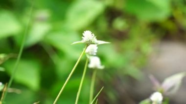 Doğal bir geçmişi olan Gomphrena Serrata. Bu bitki, Amaranthaceae familyasına aittir. Beslenme ve geleneksel halk tıbbında kullanılan birçok türden oluşur..