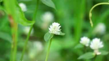 Doğal bir geçmişi olan Gomphrena Serrata. Bu bitki, Amaranthaceae familyasına aittir. Beslenme ve geleneksel halk tıbbında kullanılan birçok türden oluşur..