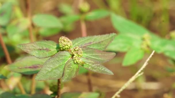 Patikan Kebo 哮喘植物 有天然背景 这是一种泛热带杂草 可能原产于印度 它是一种毛茸茸的草本植物 生长在开阔的草地 路边和小径上 — 图库视频影像
