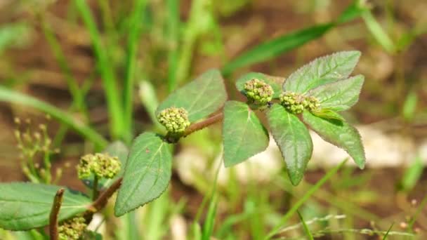 Patikan Kebo 哮喘植物 有天然背景 这是一种泛热带杂草 可能原产于印度 它是一种毛茸茸的草本植物 生长在开阔的草地 路边和小径上 — 图库视频影像