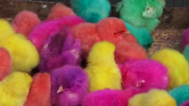 Zatłoczony Kolorowy Kurczak Klatce — Wideo stockowe