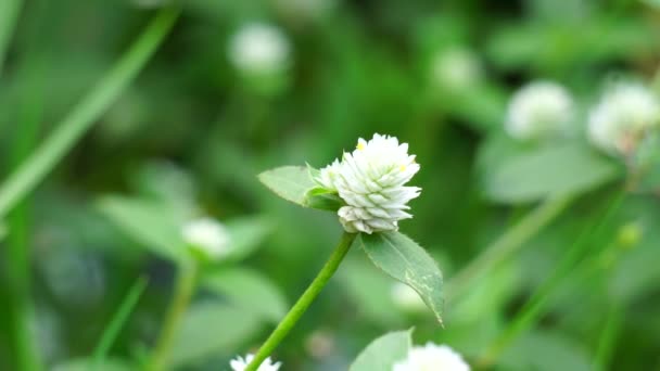 Gomphrena Serrata Φυσικό Υπόβαθρο Φυτό Αυτό Ανήκει Στην Οικογένεια Amaranthaceae — Αρχείο Βίντεο