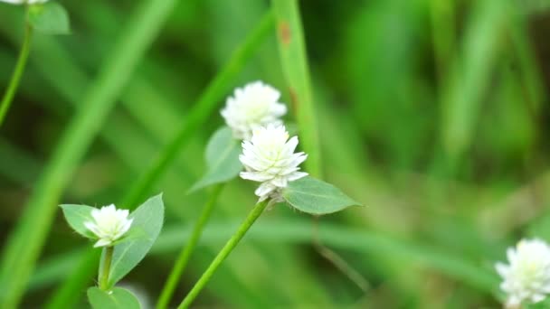 Gomphrena Serrata Natural Background Plant Belongs Family Amaranthaceae Comprises Many — Stock Video