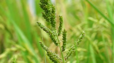 Echinochola Crussgalli (Echinochloa crus-galli olarak da bilinir) doğal bir geçmişi vardır. Bu ot, bir mantar enfeksiyonu olan Bipolaris oryzae 'nin sebep olduğu kahverengi nokta hastalığına maruz kalmaktadır..
