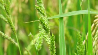 Echinochola Crussgalli (Echinochloa crus-galli olarak da bilinir) doğal bir geçmişi vardır. Bu ot, bir mantar enfeksiyonu olan Bipolaris oryzae 'nin sebep olduğu kahverengi nokta hastalığına maruz kalmaktadır..