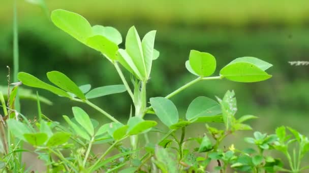 Arachis Hypogaea Also Called Kacang Tanah Peanut Groundnut Goober Pindar — Stock Video