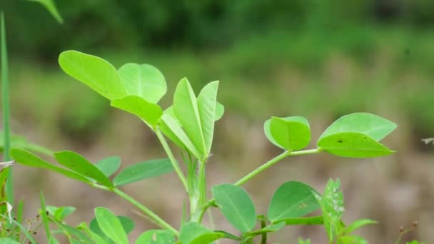 Arachis Hypogaea Juga Disebut Kacang Tanah Kacang Tanah Kacang Tanah — Stok Video