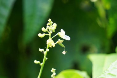 Laboratuvar purpureus (ayrıca kacang kara, kacang biduk, kacang bado, kacang komak olarak da bilinir) ağaçta bulunur.