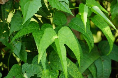 Laboratuvar purpureus (ayrıca kacang kara, kacang biduk, kacang bado, kacang komak olarak da bilinir) ağaçta bulunur.