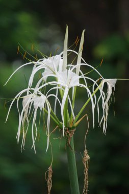 Teksaslı Örümcek Zambağı doğada çiçek açar. Beyaz çiçekli bitki.