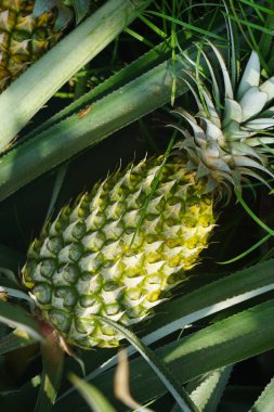 Ananas ağacı (Ananas comosus) doğal bir arka plana sahiptir. Egzotik tropikal meyve. Endonezyalılar buna nanas diyor.